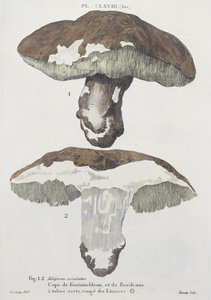 Tubiporus esculentus ، اللوحة 168 من "Iconographie des Champignons de JJ Paulet" بواسطة JH Leveille ، محفورة بواسطة Tourcaty ، 1855 بواسطة دي لوسيني